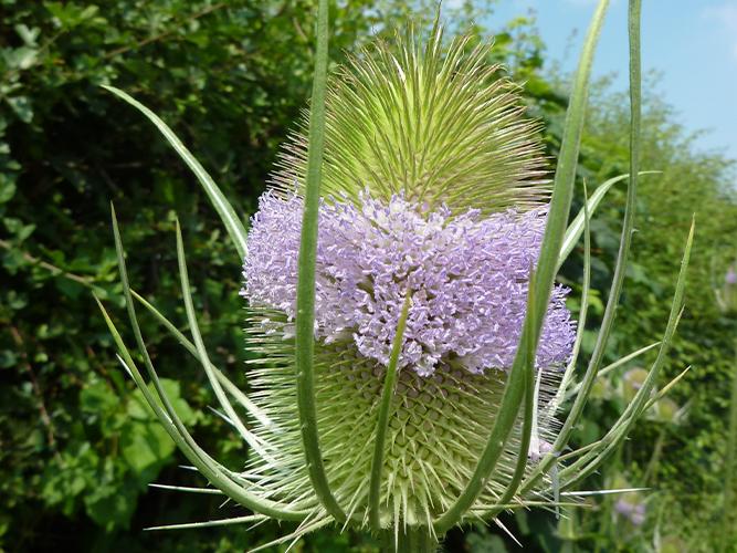 Pro Flora 14 - Tall Herb & Tussock
